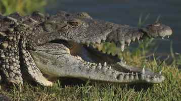 Yırtıcılar Saldırınca