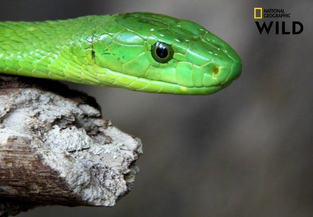 Yırtıcıların Gizli Dünyası