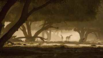 Zürafa: Afrika'nın Devi