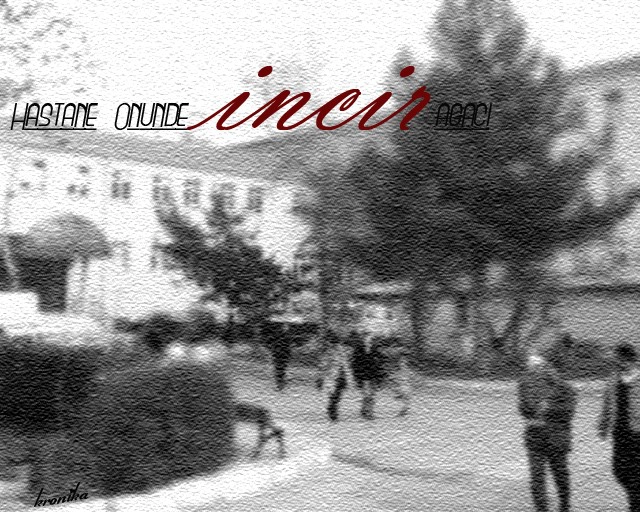 Hastane Önünde İncir Ağacı
