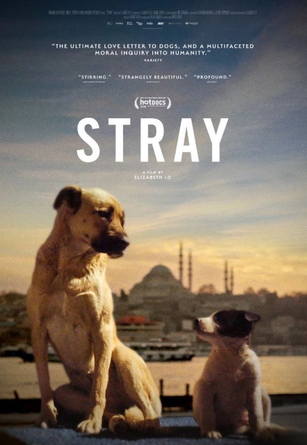 Stray